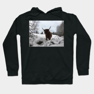 Scottish Highland Cattle Cow 2183 Hoodie